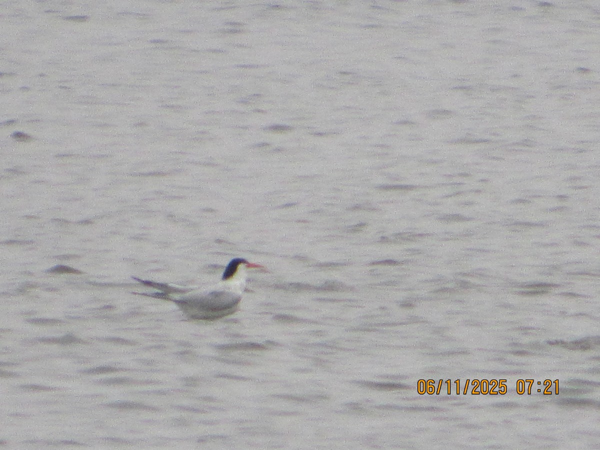 Elegant Tern - ML637427127