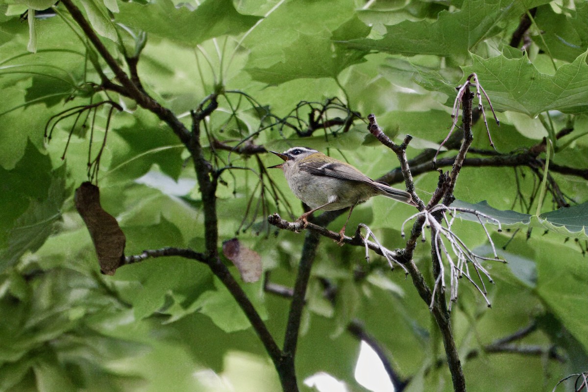 Common Firecrest - ML637427228