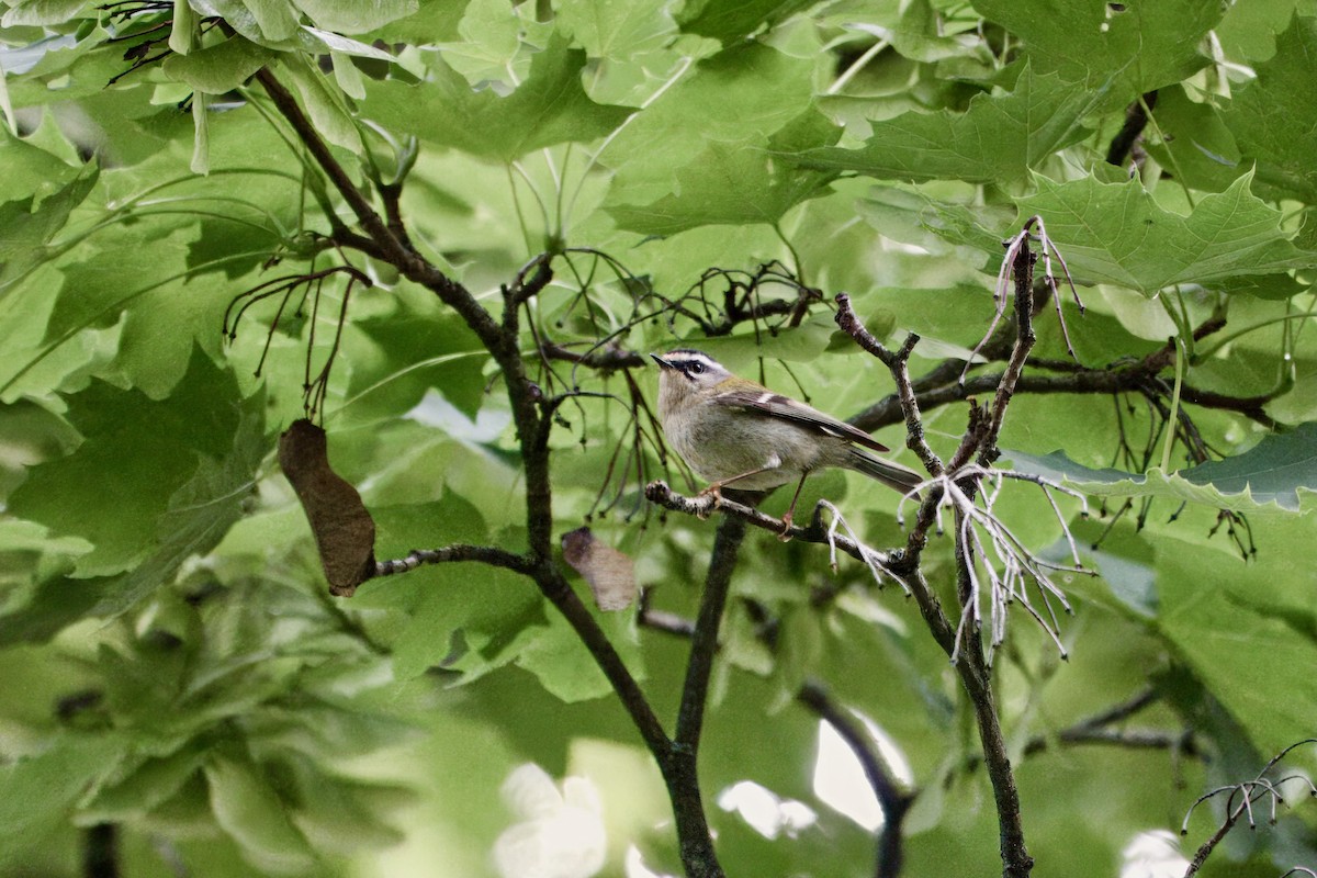 Common Firecrest - ML637427234