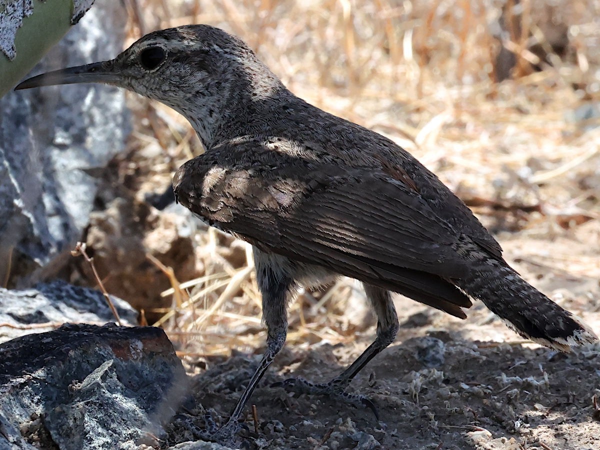 Rock Wren - ML637427348