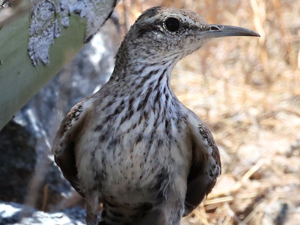 Rock Wren - ML637427354