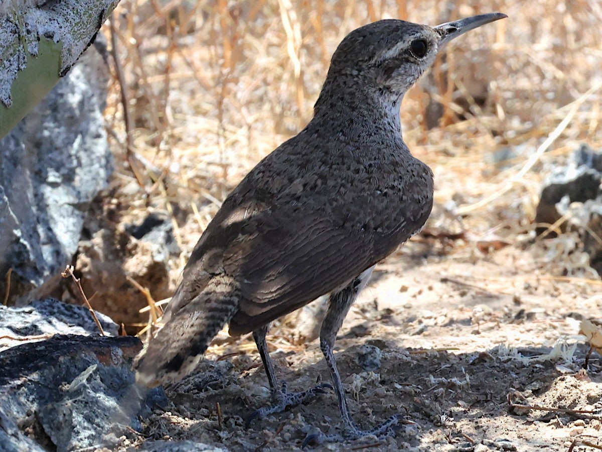 Rock Wren - ML637427358