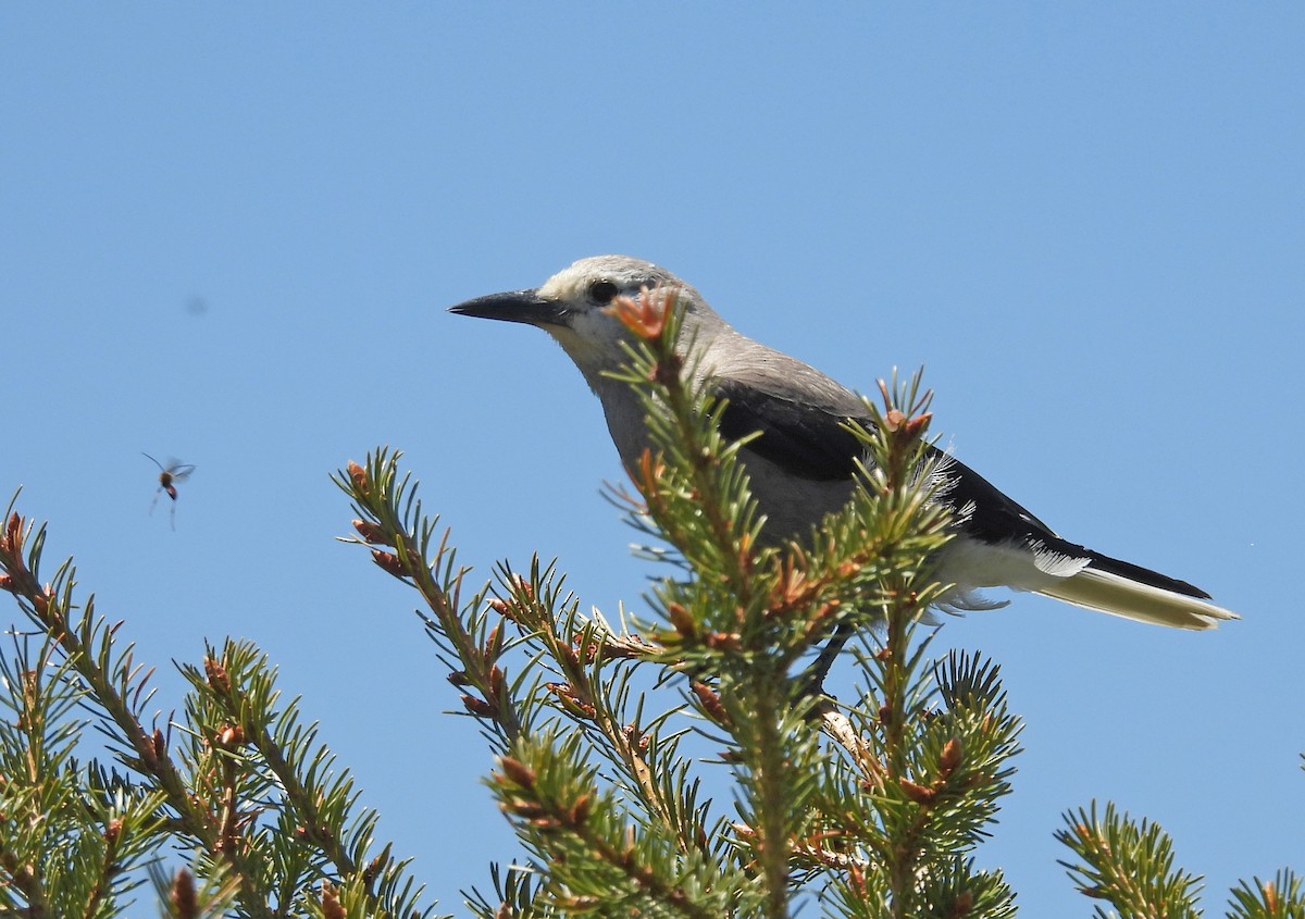 Clark's Nutcracker - ML637427423