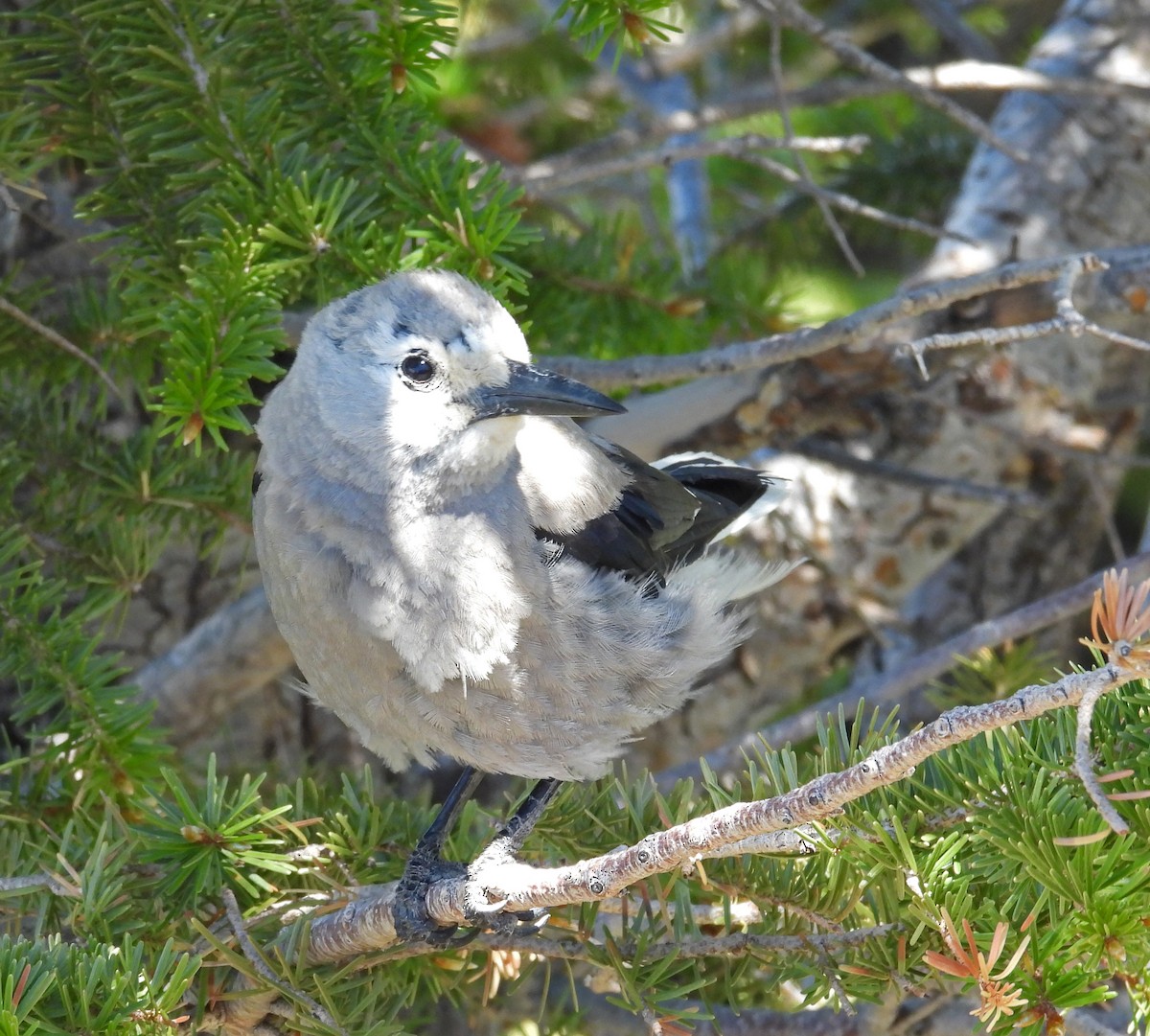 Clark's Nutcracker - ML637427424