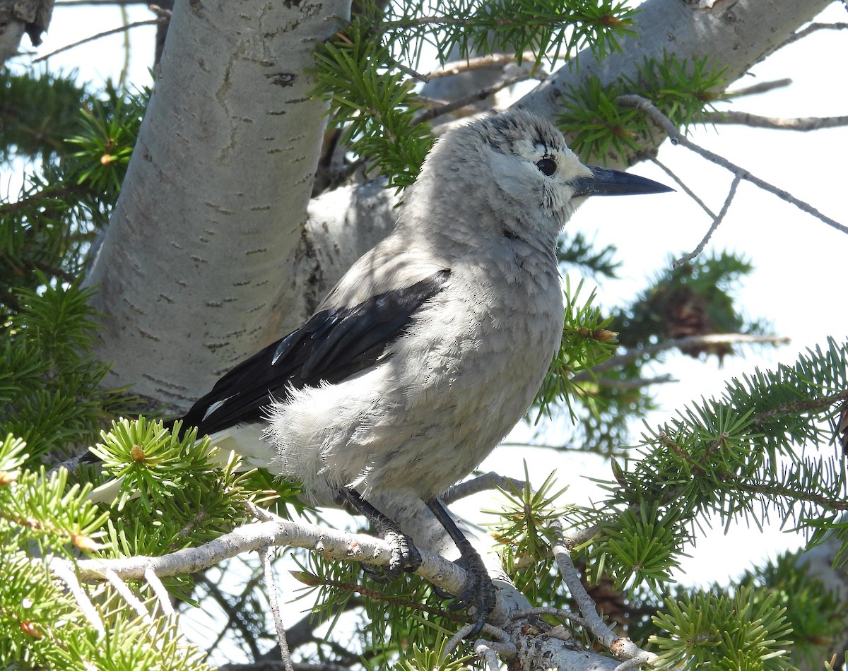 Clark's Nutcracker - ML637427425