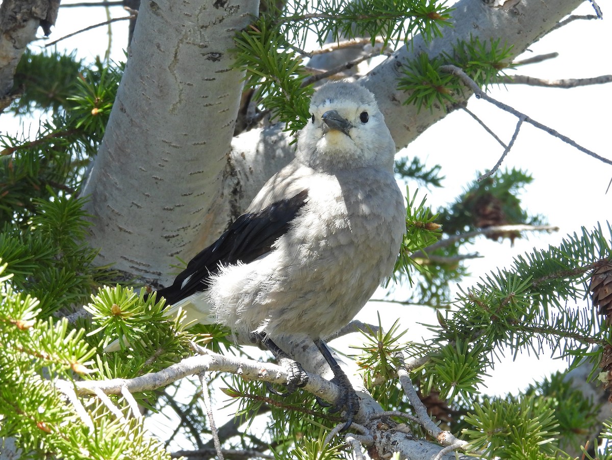 Clark's Nutcracker - ML637427426