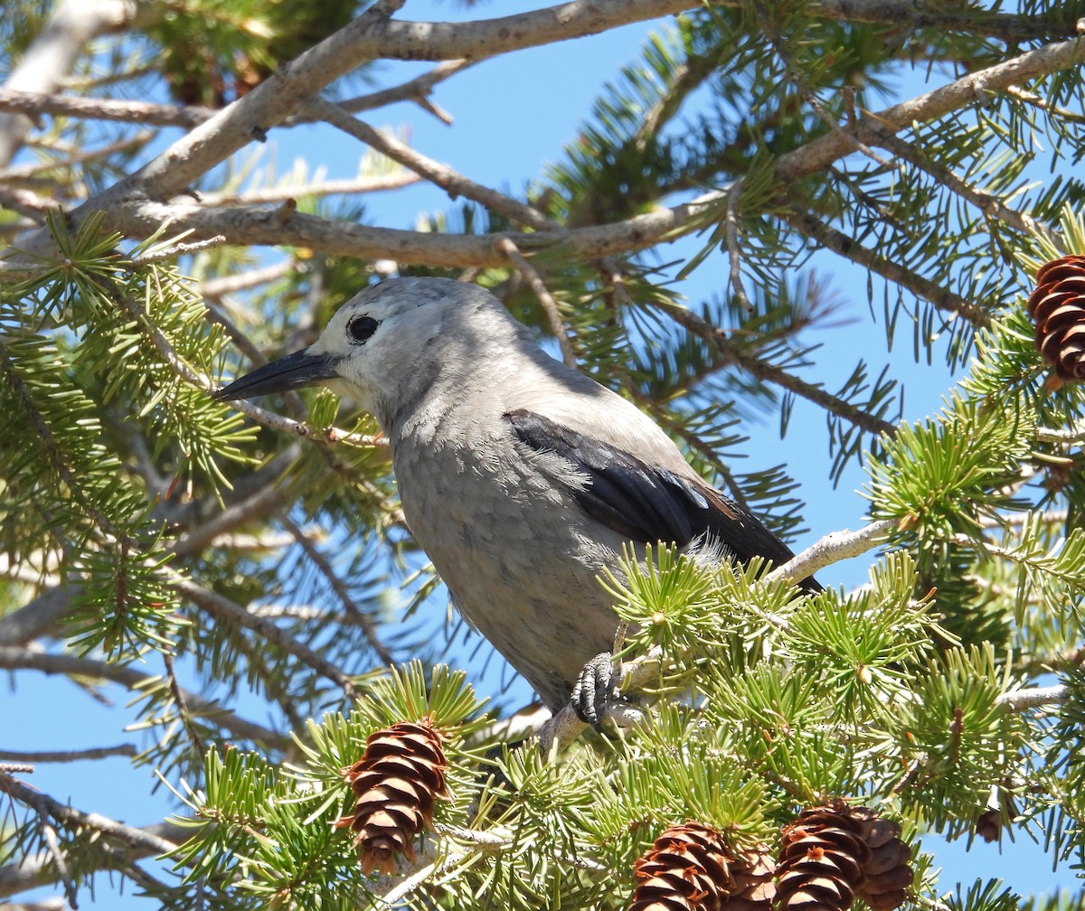 Clark's Nutcracker - ML637427427