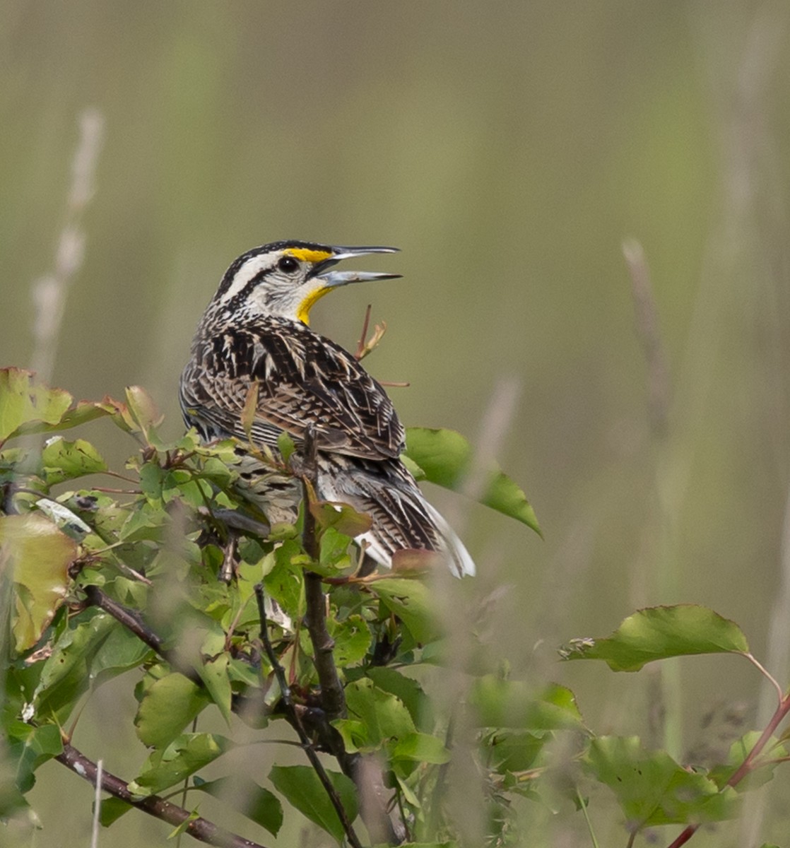 Eastern Meadowlark - ML637427499