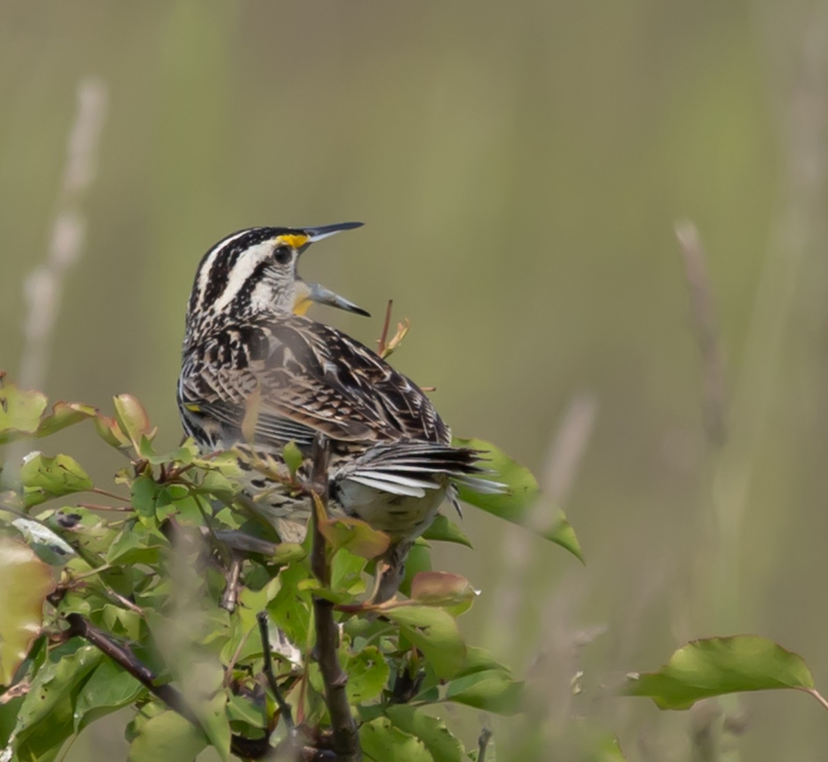 Eastern Meadowlark - ML637427500