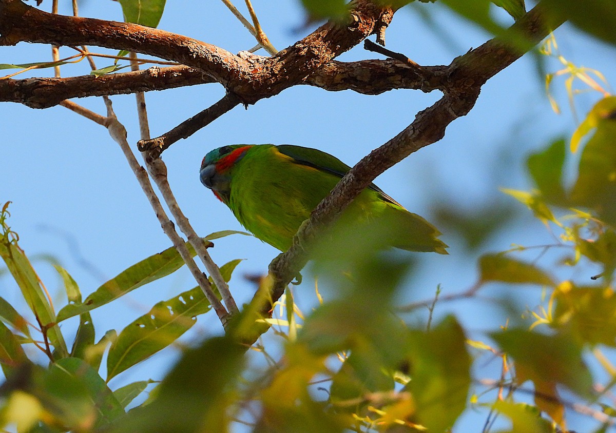 Double-eyed Fig-Parrot - ML637427640