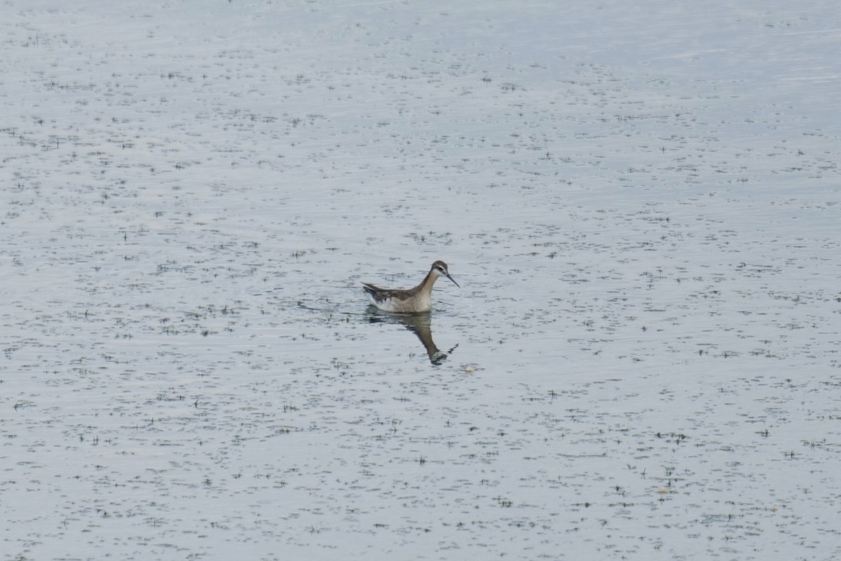 Wilson's Phalarope - ML637427696