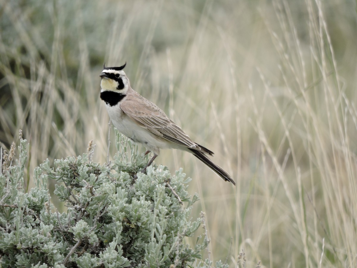 Horned Lark - ML637427737