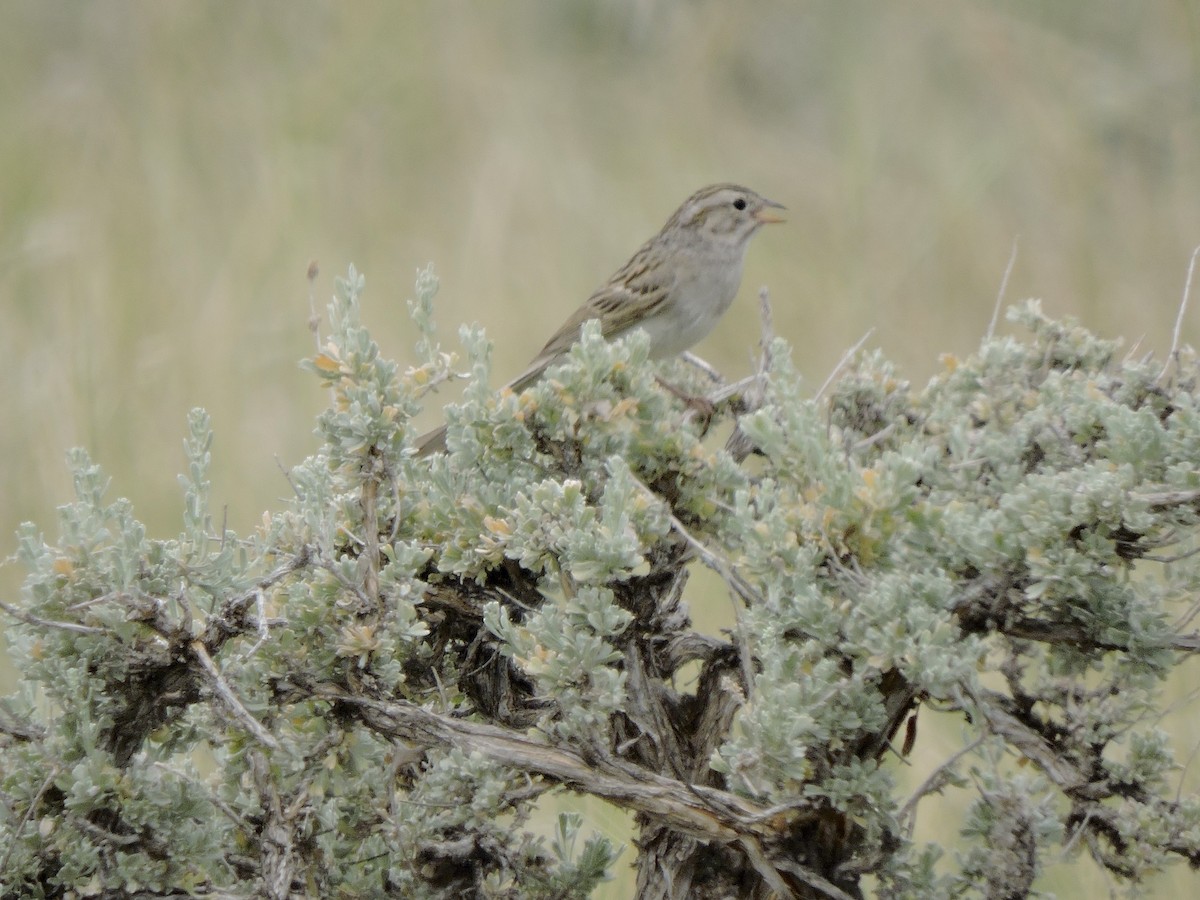 Brewer's Sparrow - ML637427740