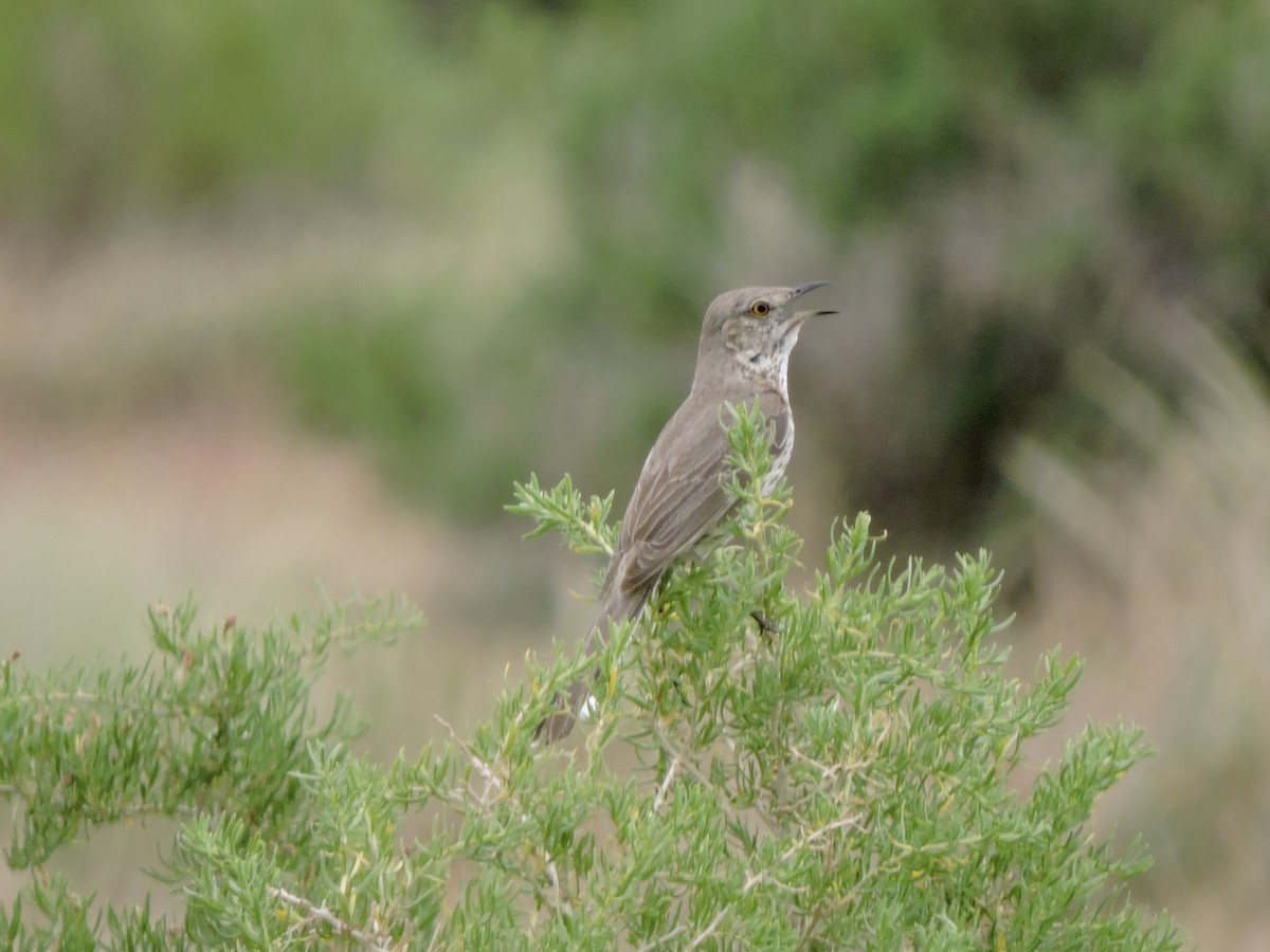 Sage Thrasher - ML637427744