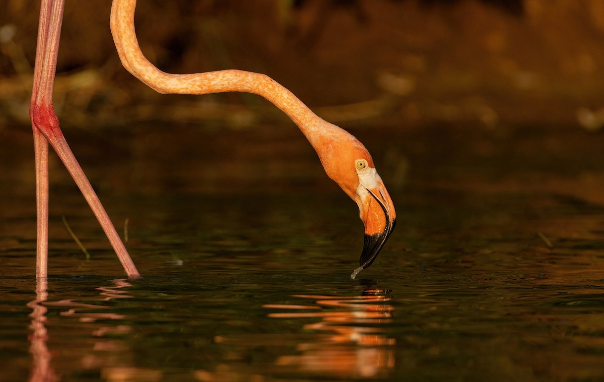 American Flamingo - ML637427761