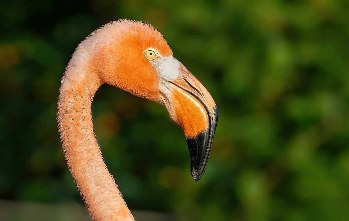 American Flamingo - ML637427766