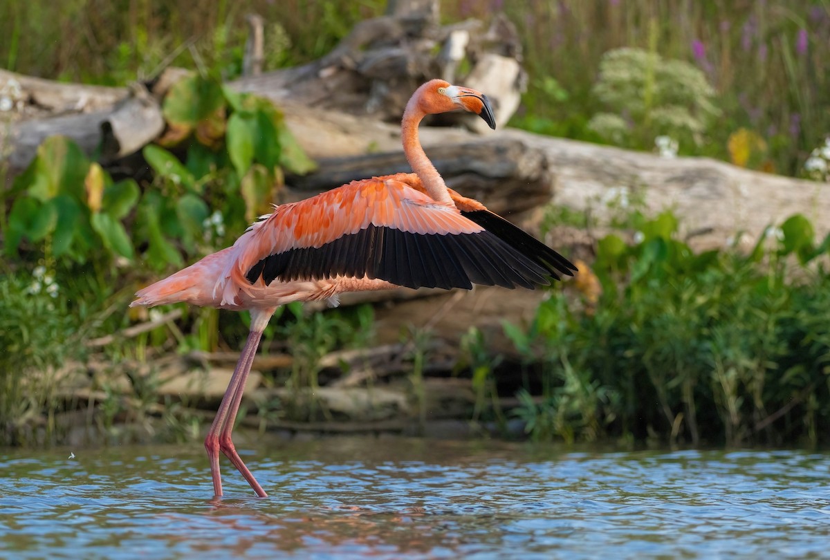 American Flamingo - ML637427770