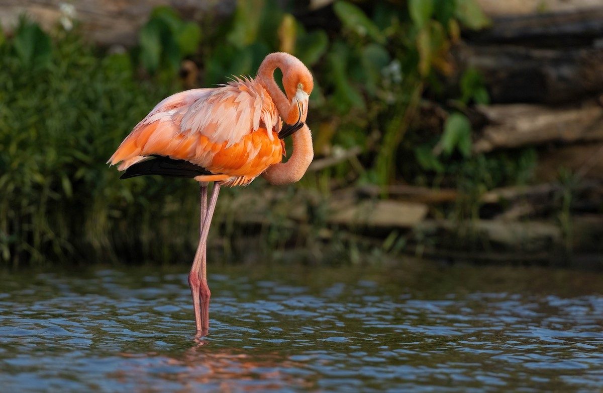 American Flamingo - ML637427776
