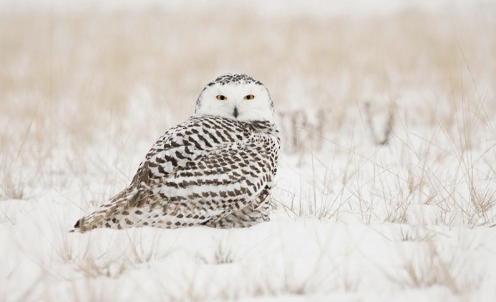 Snowy Owl - ML637427786