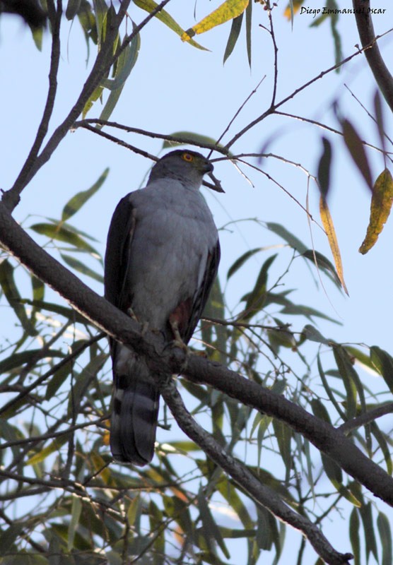 モモアカハイタカ - ML637427790