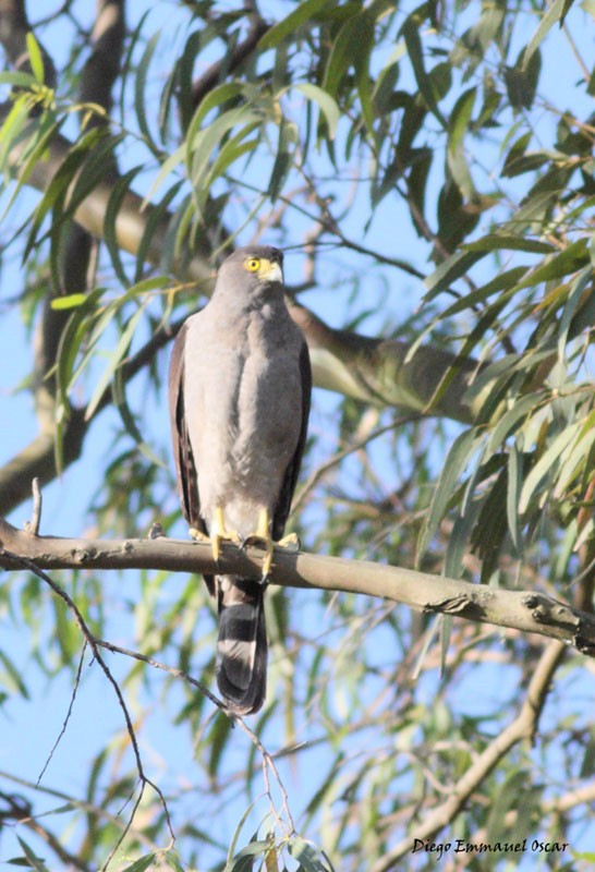 モモアカハイタカ - ML637427807