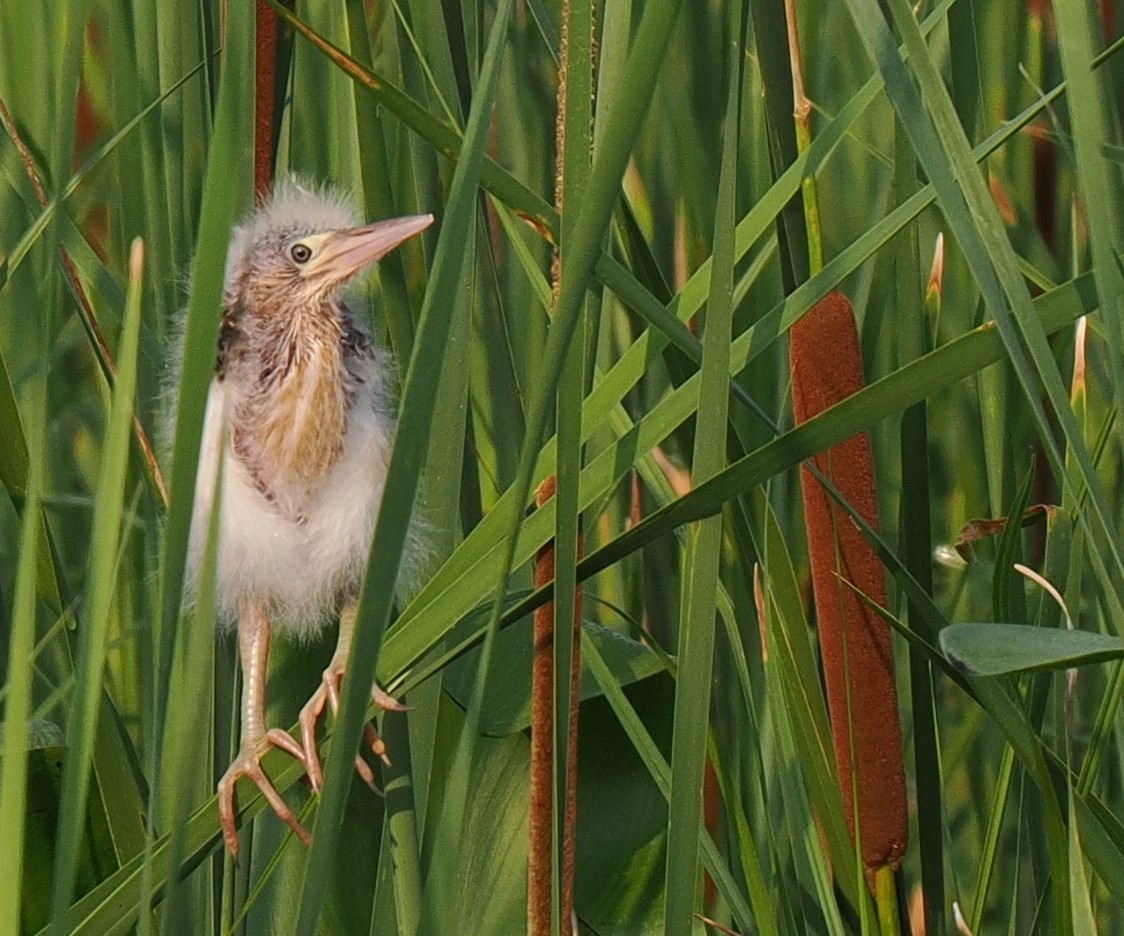 Least Bittern - Ben Jesup