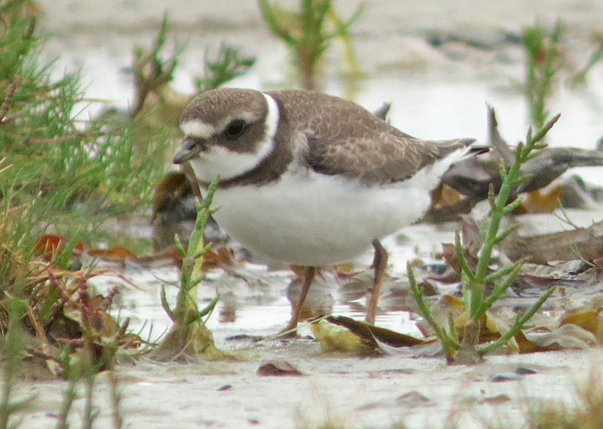Semipalmated Plover - ML637427957