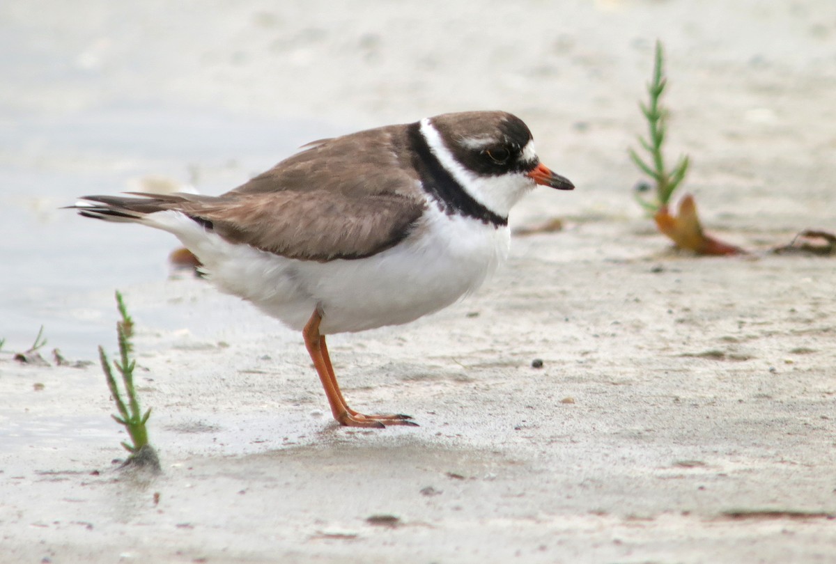 Semipalmated Plover - ML637427961