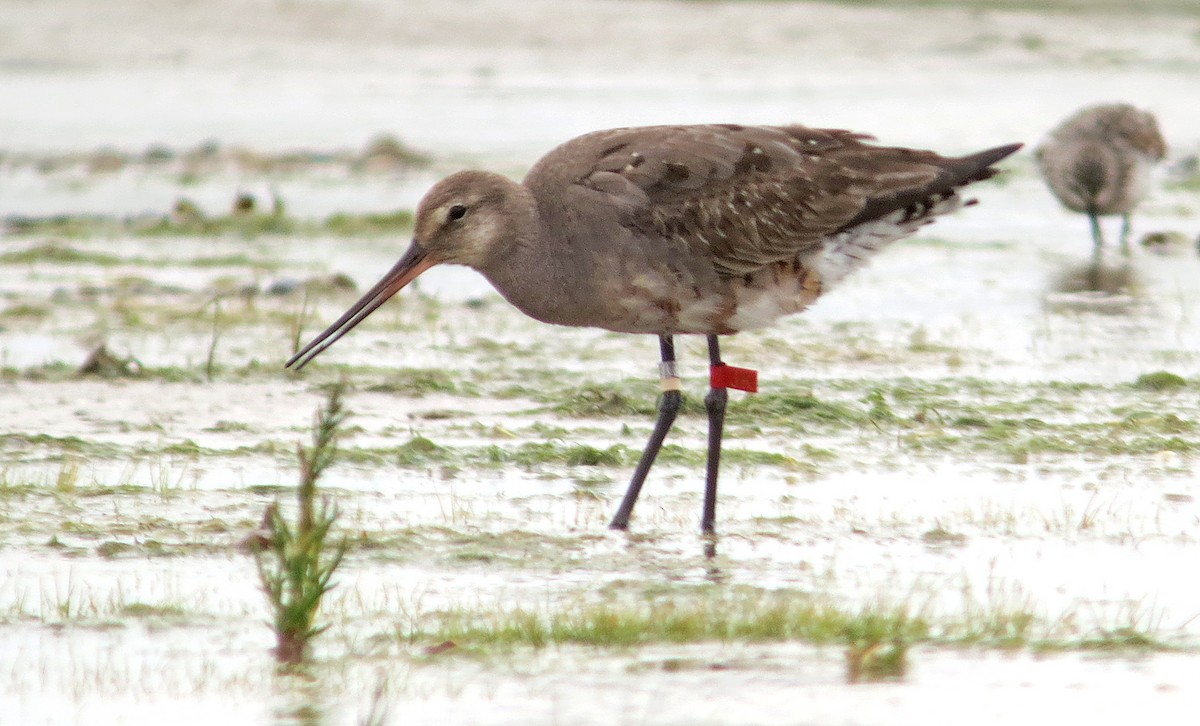 Hudsonian Godwit - ML637427998