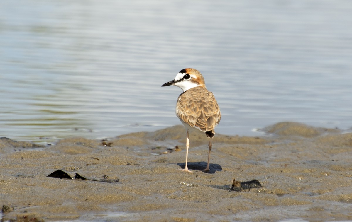 Collared Plover - ML637428001