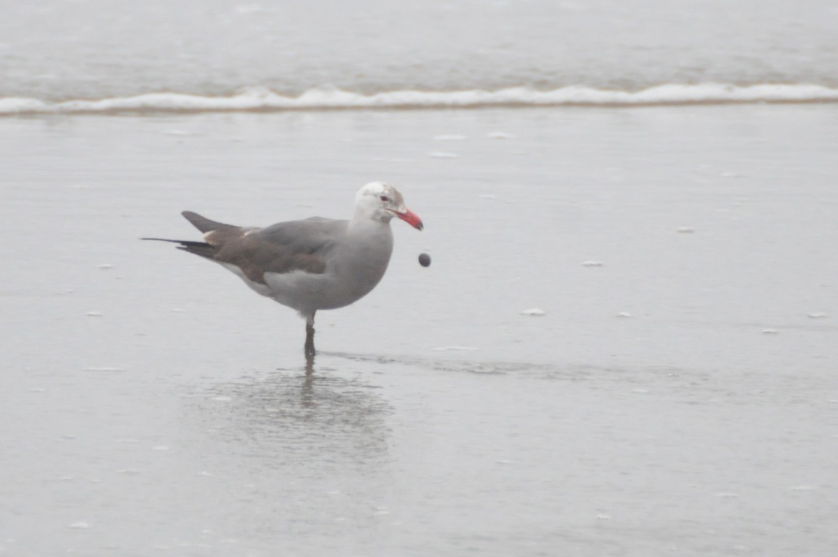 Heermann's Gull - ML637428034