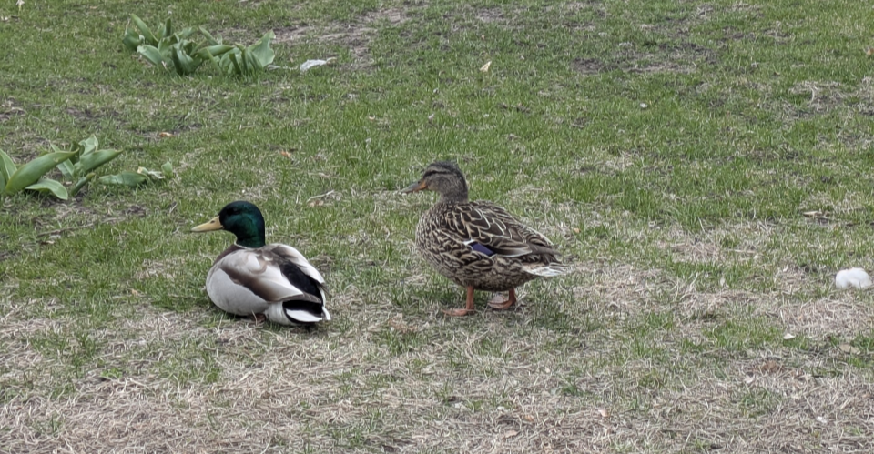 Mallard - ML637428048