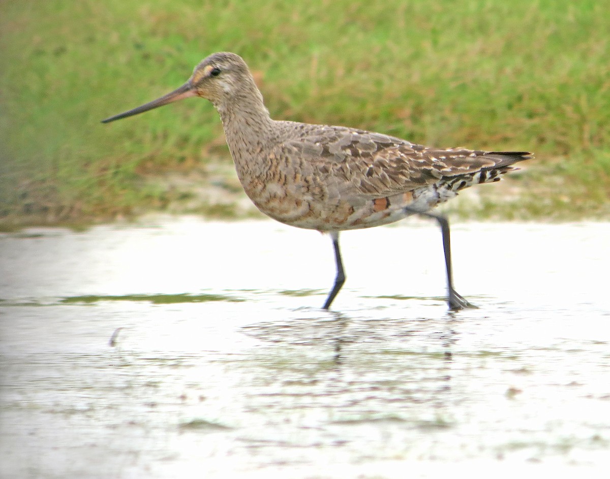 Hudsonian Godwit - ML637428062
