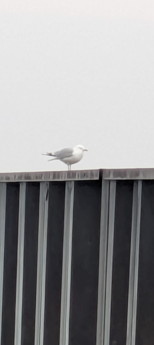 Ring-billed Gull - ML637428063