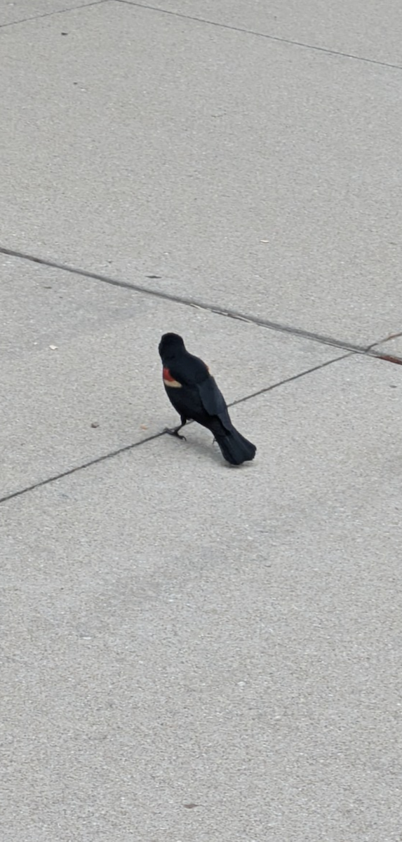 Red-winged Blackbird - ML637428070