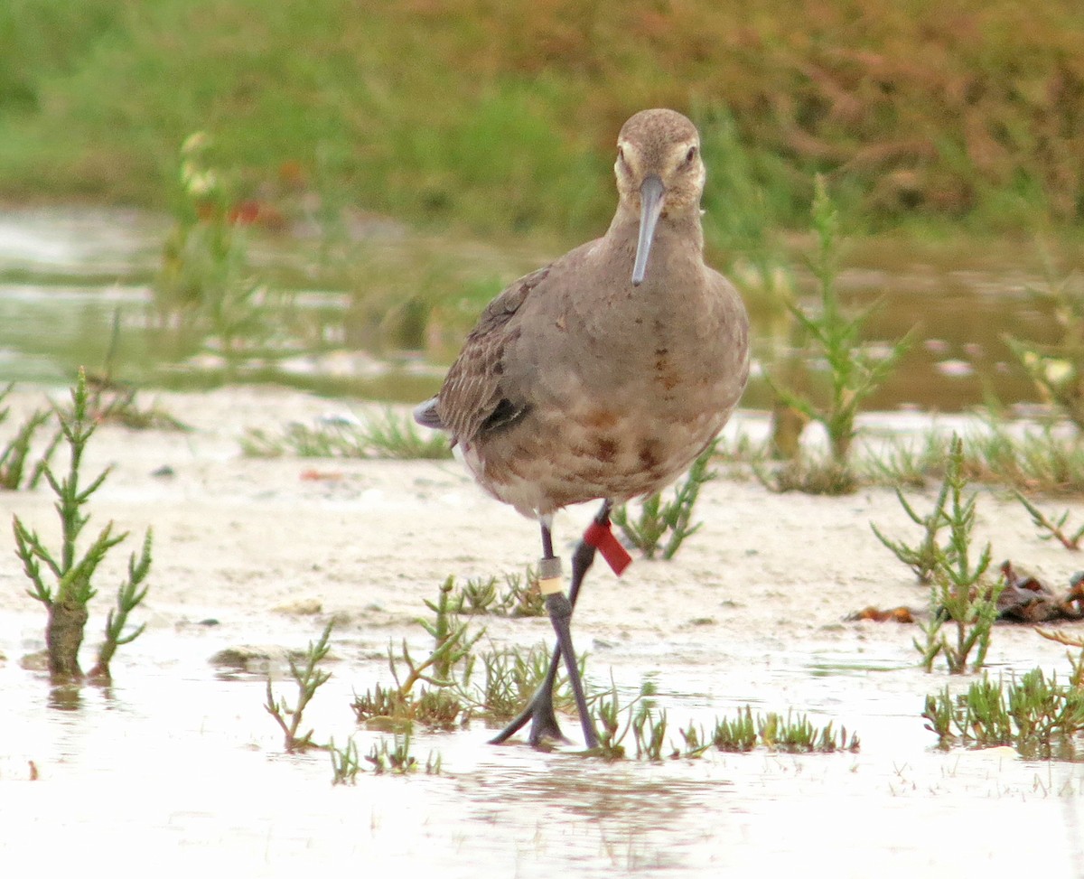 Hudsonian Godwit - ML637428096