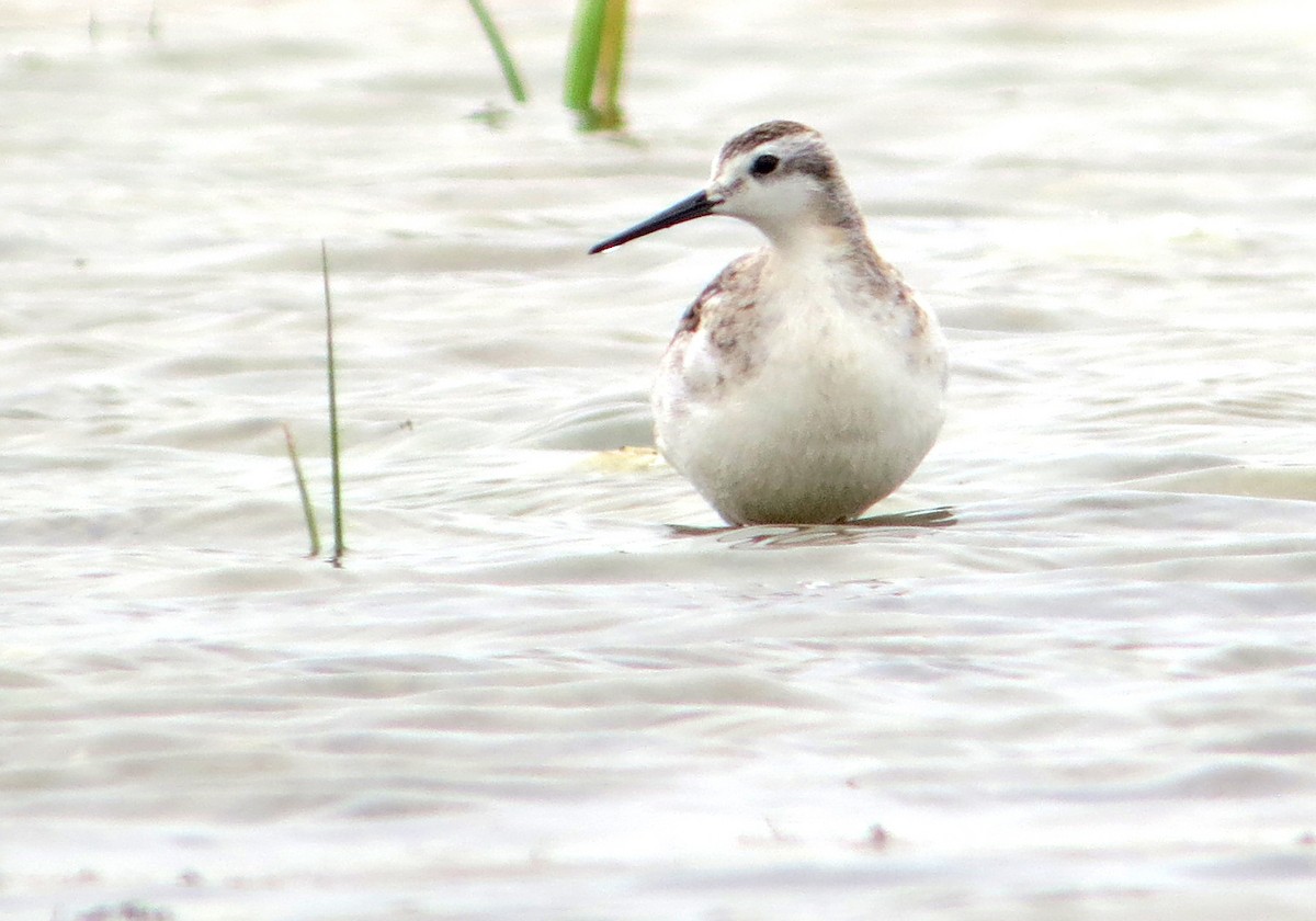Wilson's Phalarope - ML637428149