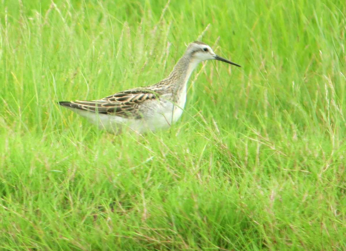 Wilson's Phalarope - ML637428150