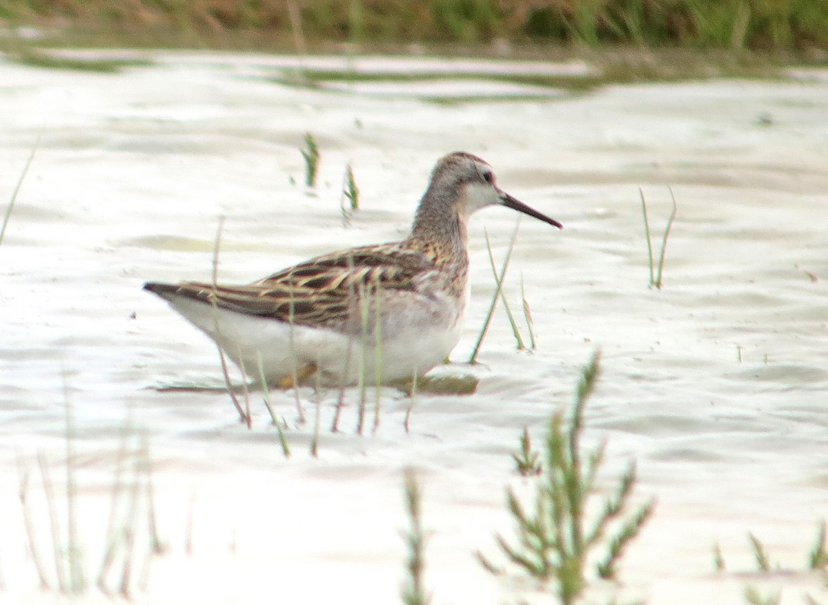 Wilson's Phalarope - ML637428154