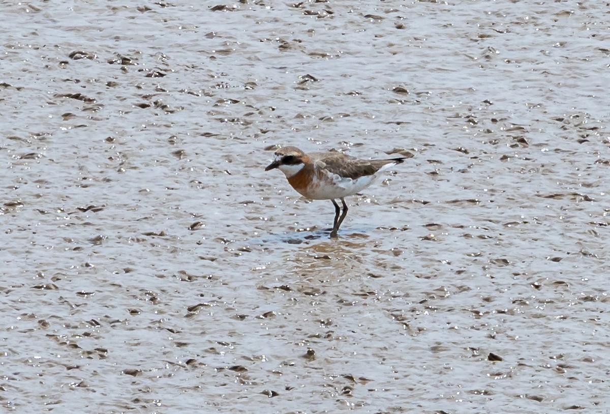 Siberian Sand-Plover - ML637428195