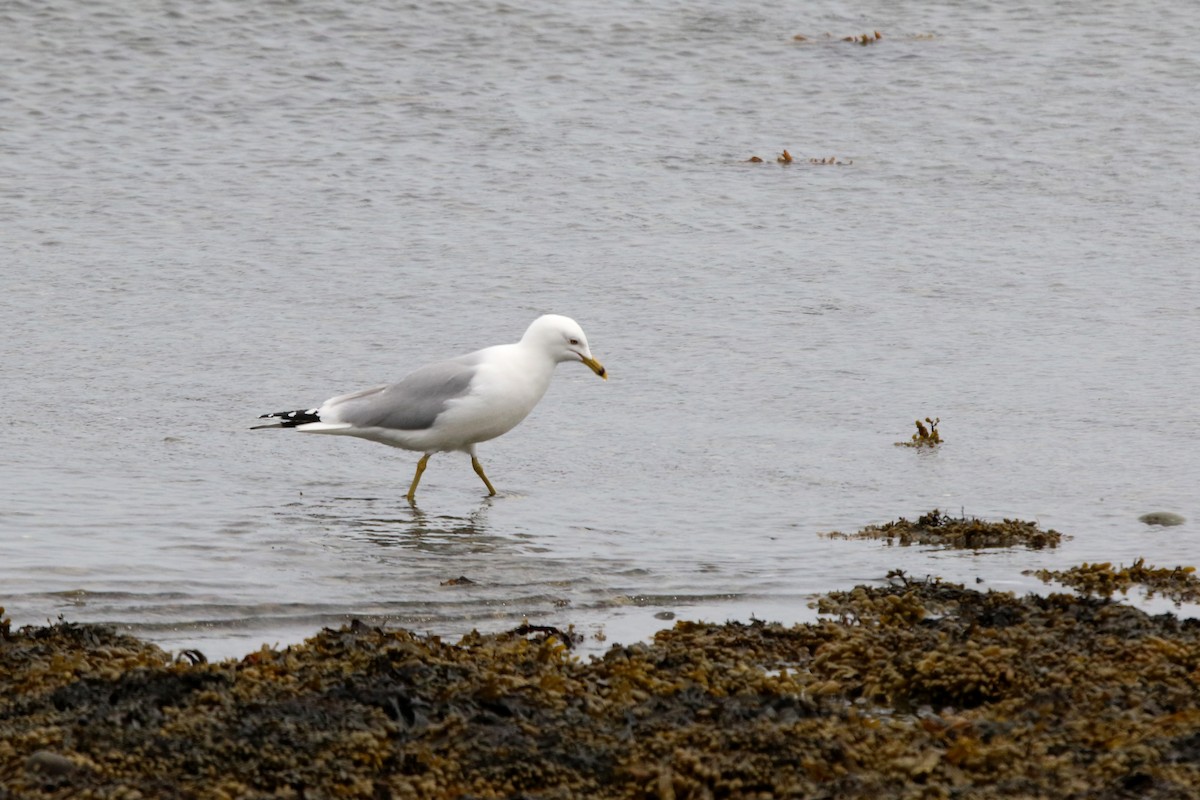 Ring-billed Gull - ML637428196