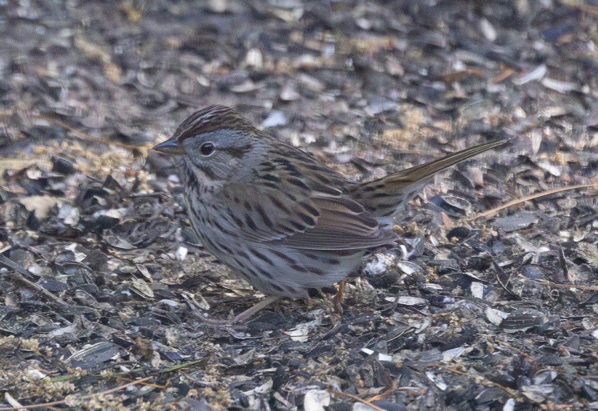 ヒメウタスズメ - ML637428216