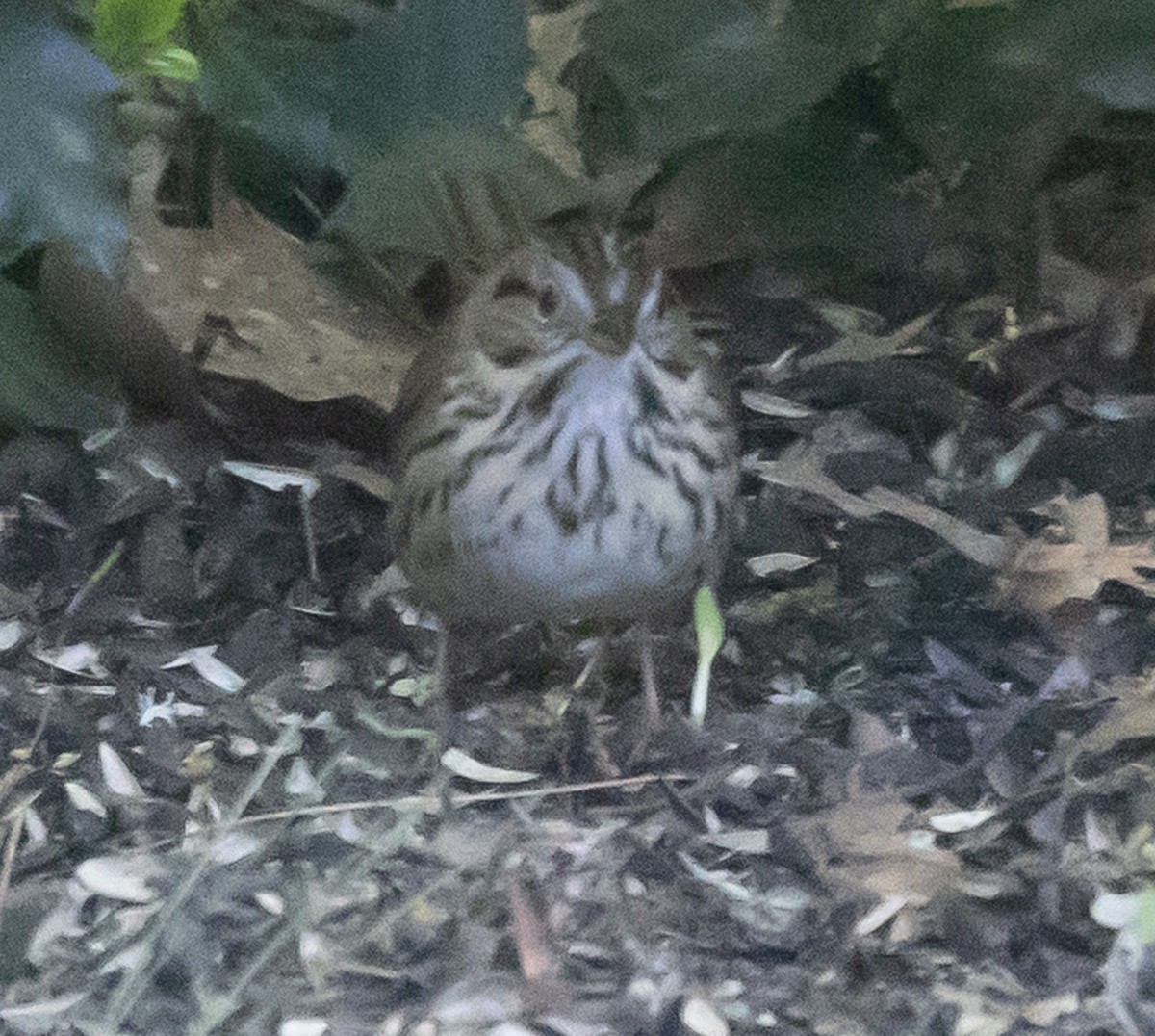 ヒメウタスズメ - ML637428217