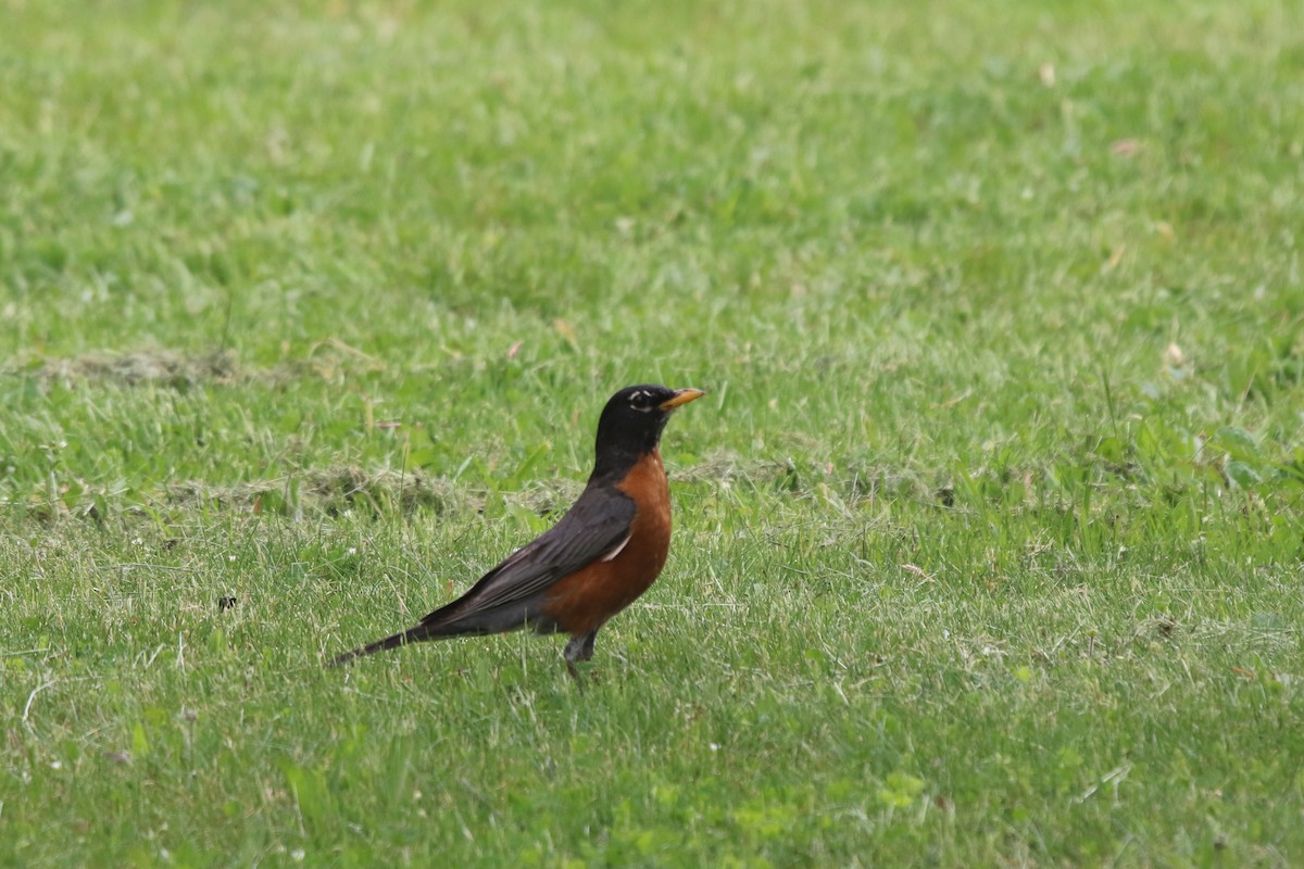 American Robin - ML637428229