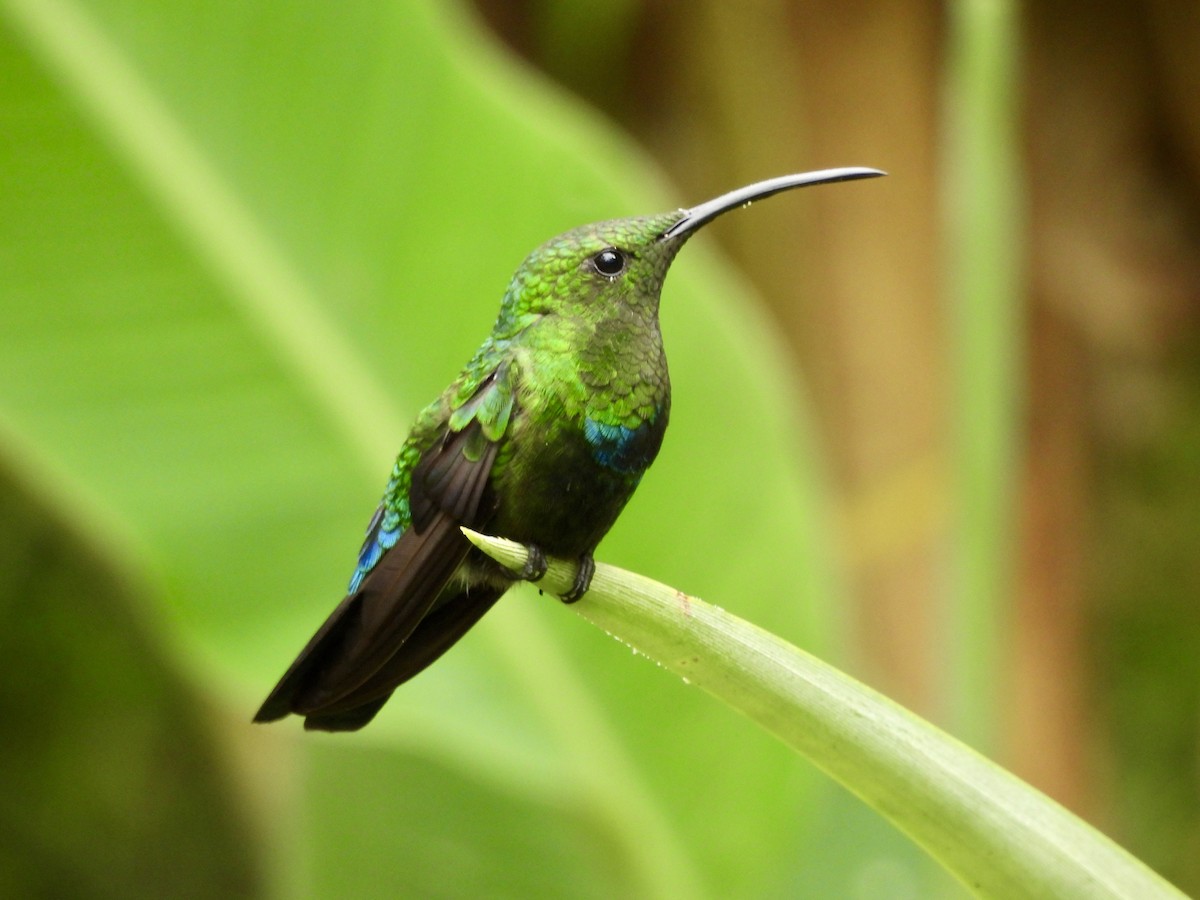 Green-throated Carib - ML637428283