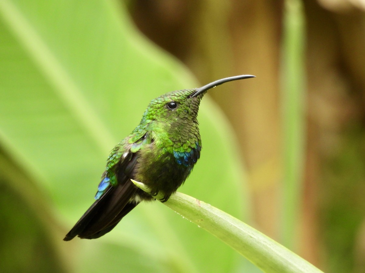 Green-throated Carib - ML637428284