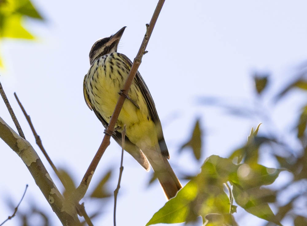 Sulphur-bellied Flycatcher - ML637428297
