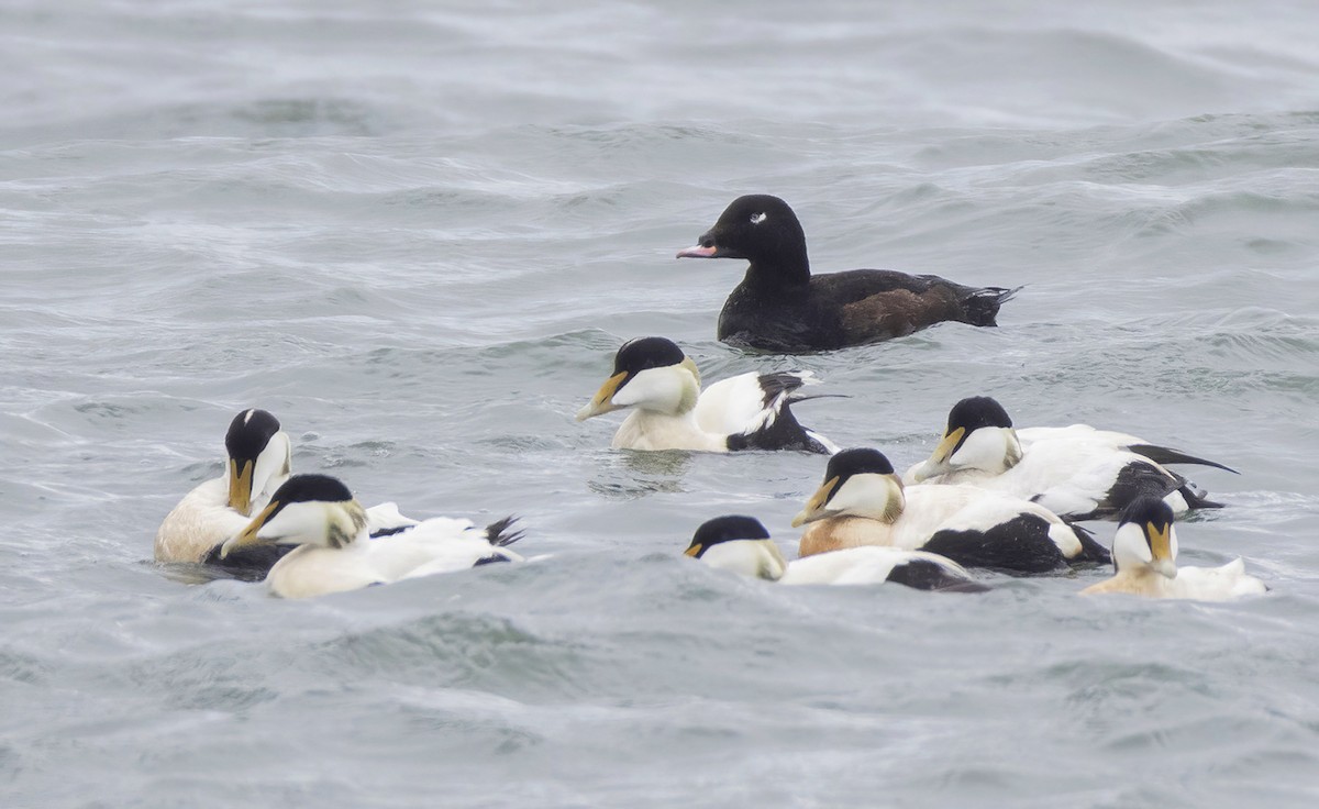 White-winged Scoter - ML637428316