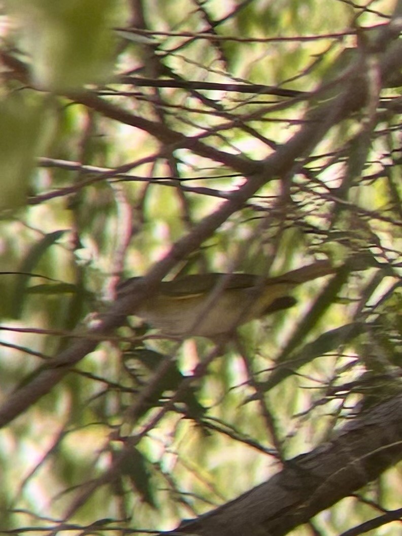 Yellow-green Vireo - ML637428317