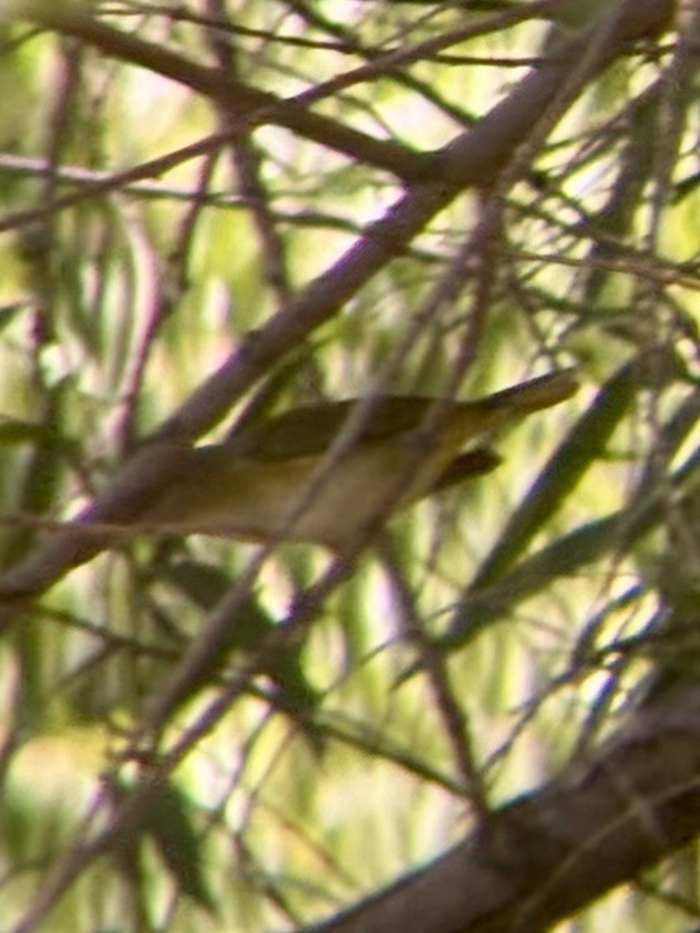 Yellow-green Vireo - ML637428318